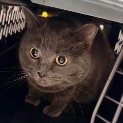 Shelter Stray Female Cat last seen , Animal Care & Control Team of Philly, 111 W Hunting Park Ave, Philadelphia, PA 19140, USA