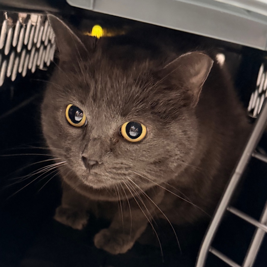 Shelter Stray Female Cat last seen , Animal Care & Control Team of Philly, 111 W Hunting Park Ave, Philadelphia, PA 19140, USA