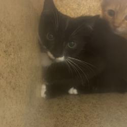 Shelter Stray Female Cat last seen , Animal Care & Control Team of Philly, 111 W Hunting Park Ave, Philadelphia, PA 19140, USA