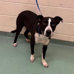 Shelter Stray Male Dog last seen , 2350 Appling City Cove, Memphis, TN 38133, USA