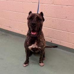 Shelter Stray Female Dog last seen , 2350 Appling City Cove, Memphis, TN 38133, USA
