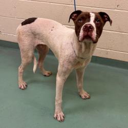 Shelter Stray Male Dog last seen , 2350 Appling City Cove, Memphis, TN 38133, USA