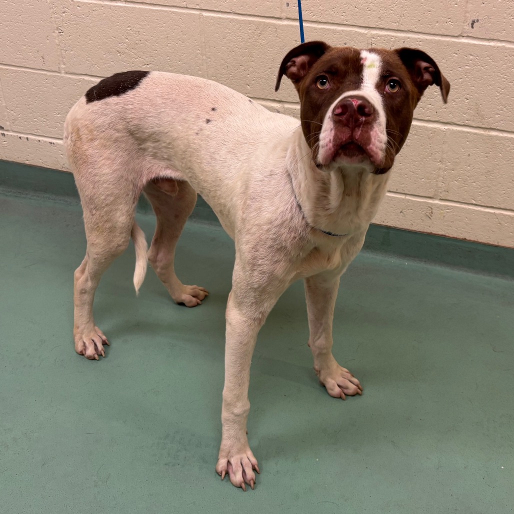 Shelter Stray Male Dog last seen , 2350 Appling City Cove, Memphis, TN 38133, USA