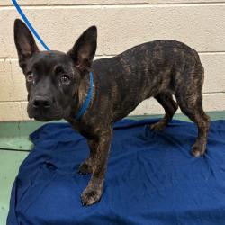Shelter Stray Female Dog last seen , 2350 Appling City Cove, Memphis, TN 38133, USA