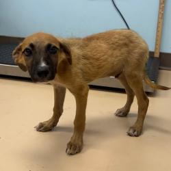 Shelter Stray Male Dog last seen , 901 N Haverty St, Pine Bluff, AR 71601, USA