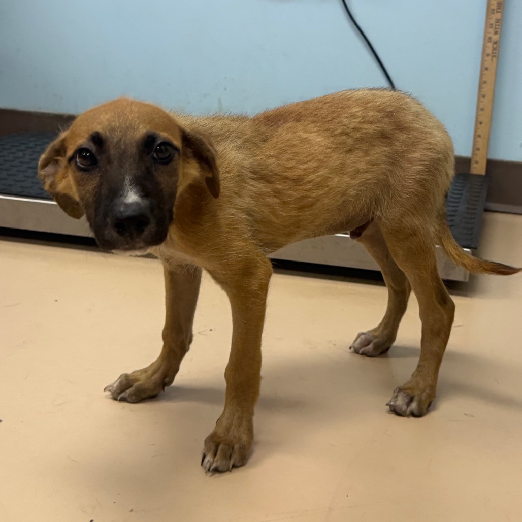 Shelter Stray Male Dog last seen , 901 N Haverty St, Pine Bluff, AR 71601, USA