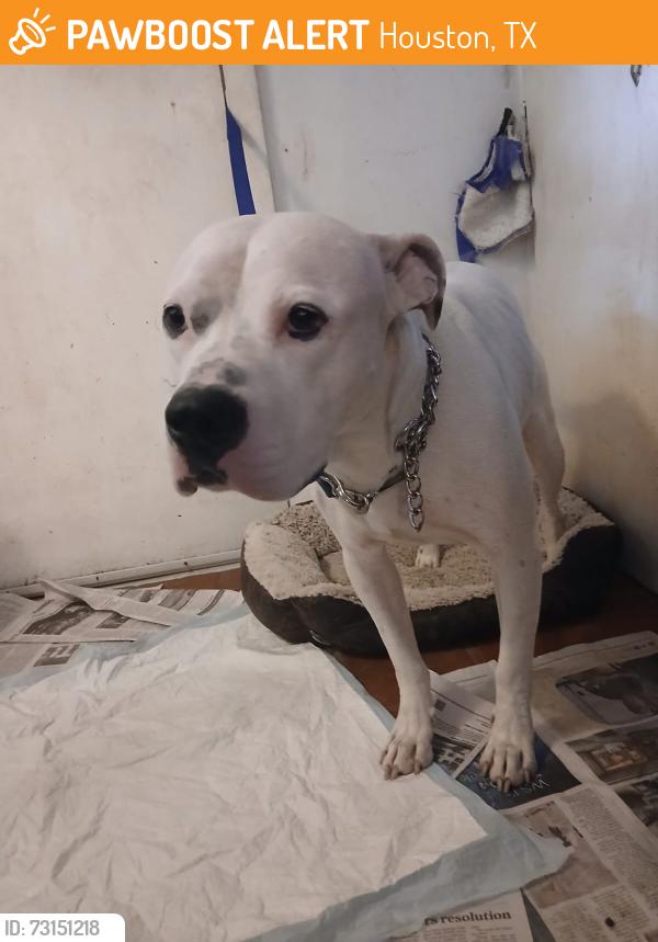 Found/Stray Male Dog last seen South Post Oak and Court Rd, near South Beltway 8, Houston, TX 77053