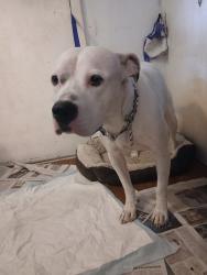 Found/Stray Male Dog last seen South Post Oak and Court Rd, near South Beltway 8, Houston, TX 77053