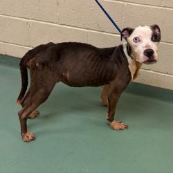 Shelter Stray Male Dog last seen , 2350 Appling City Cove, Memphis, TN 38133, USA