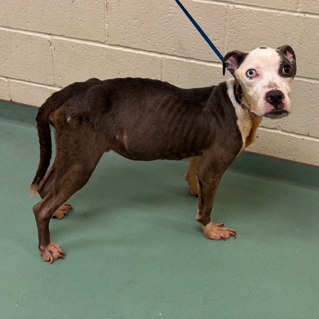 Shelter Stray Male Dog last seen , 2350 Appling City Cove, Memphis, TN 38133, USA