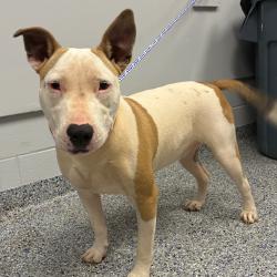 Shelter Stray Female Dog last seen , 328 Furman Hall Rd, Greenville, SC 29609, USA