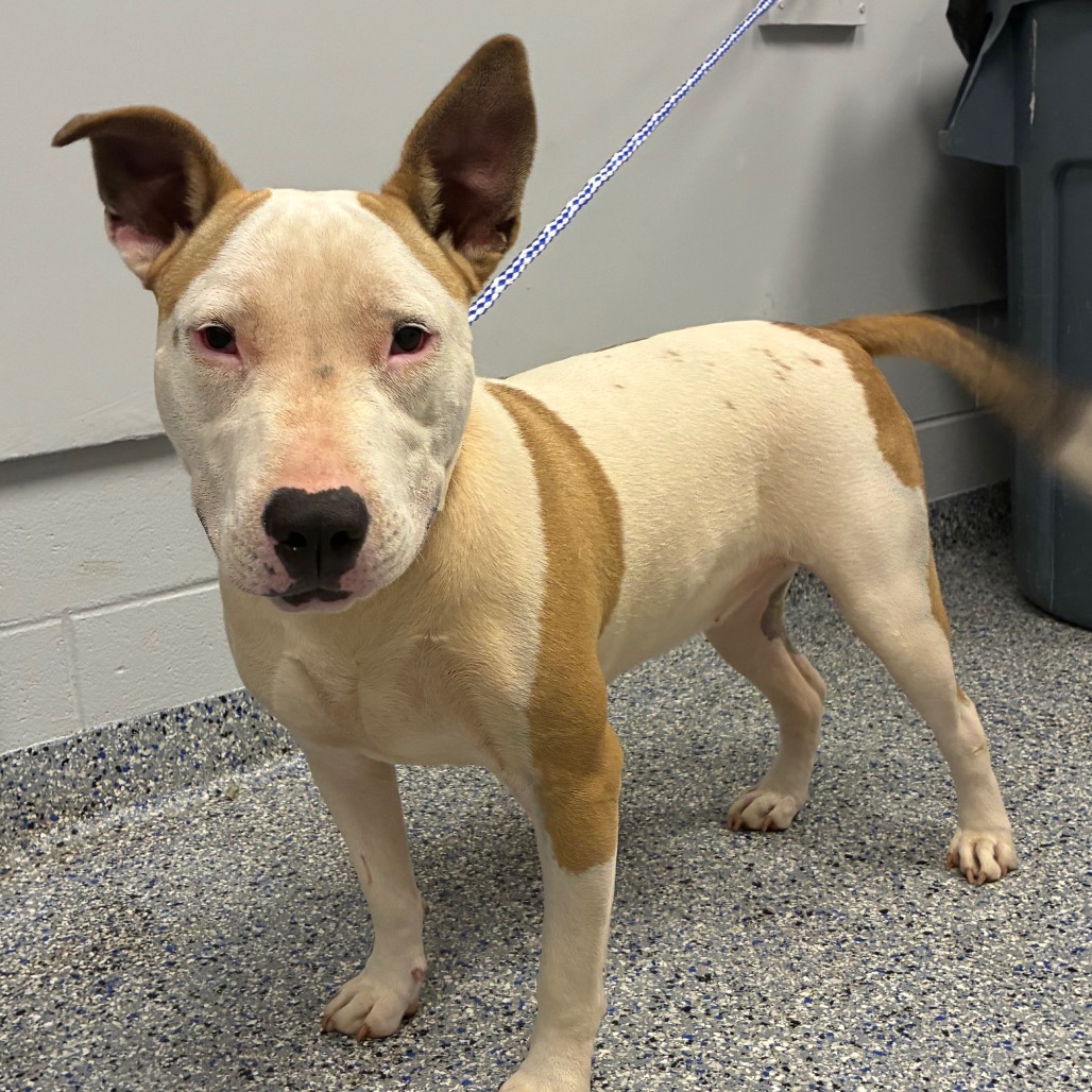 Shelter Stray Female Dog last seen , 328 Furman Hall Rd, Greenville, SC 29609, USA