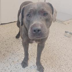 Shelter Stray Female Dog last seen , 1901 N 31st Ave, Hattiesburg, MS 39401, USA