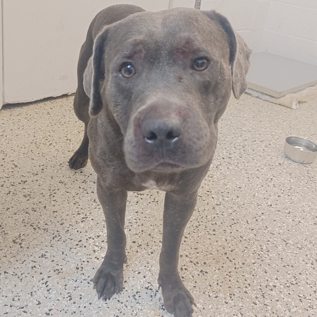 Shelter Stray Female Dog last seen , 1901 N 31st Ave, Hattiesburg, MS 39401, USA