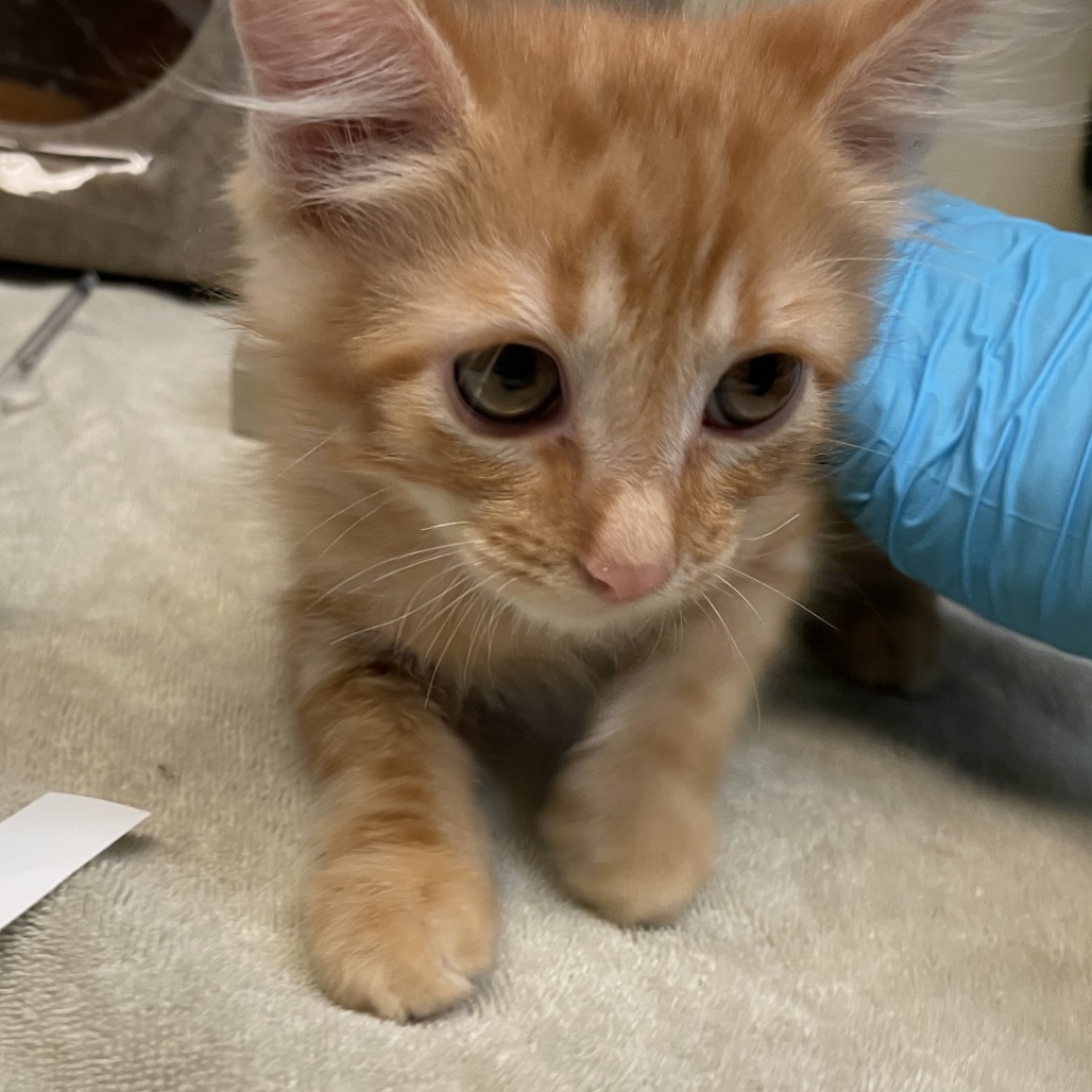 Shelter Stray Male Cat last seen , 361 S Raymond Ave, Pasadena, CA 91105, USA
