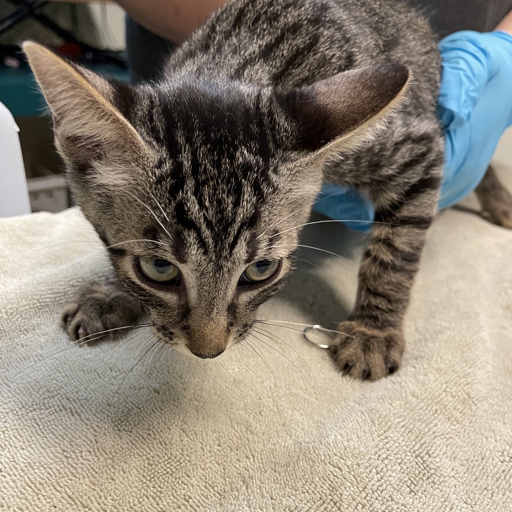 Shelter Stray Male Cat last seen , 361 S Raymond Ave, Pasadena, CA 91105, USA