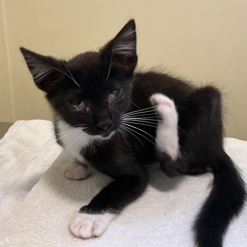 Shelter Stray Male Cat last seen , 361 S Raymond Ave, Pasadena, CA 91105, USA