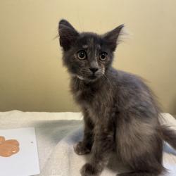 Shelter Stray Female Cat last seen , 361 S Raymond Ave, Pasadena, CA 91105, USA