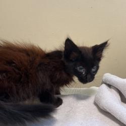 Shelter Stray Male Cat last seen , 361 S Raymond Ave, Pasadena, CA 91105, USA