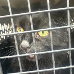 Shelter Stray Female Cat last seen , 980 Guilford College Rd, Greensboro, NC 27409, USA