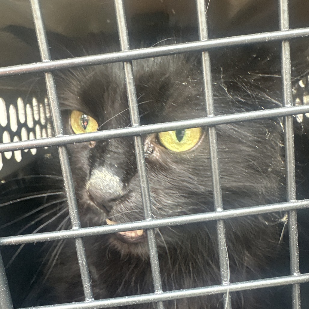 Shelter Stray Female Cat last seen , 980 Guilford College Rd, Greensboro, NC 27409, USA