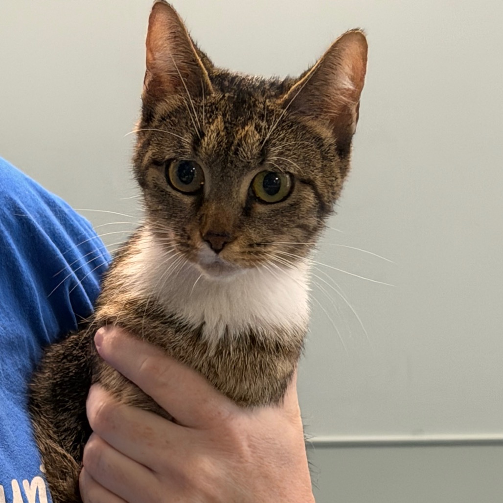 Shelter Stray Female Cat last seen , 980 Guilford College Rd, Greensboro, NC 27409, USA