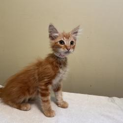 Shelter Stray Male Cat last seen , 361 S Raymond Ave, Pasadena, CA 91105, USA