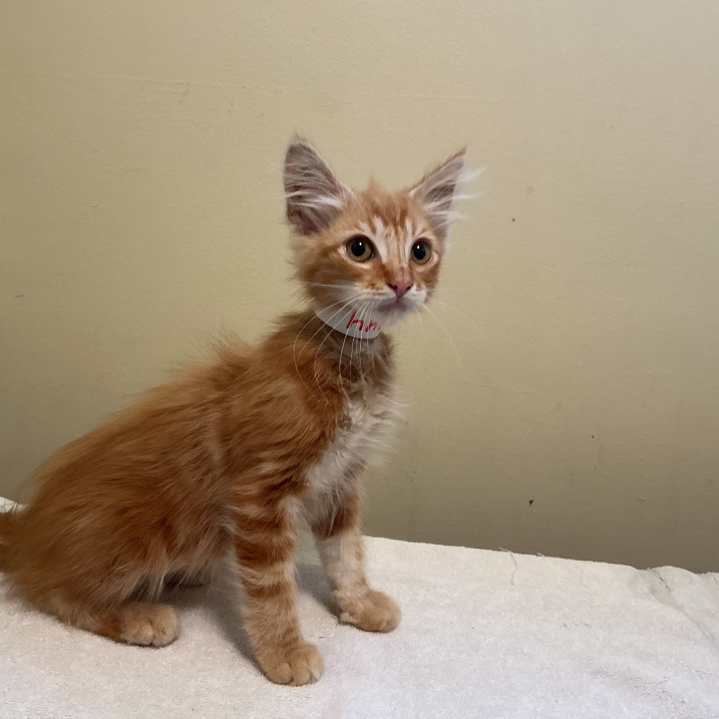 Shelter Stray Male Cat last seen , 361 S Raymond Ave, Pasadena, CA 91105, USA