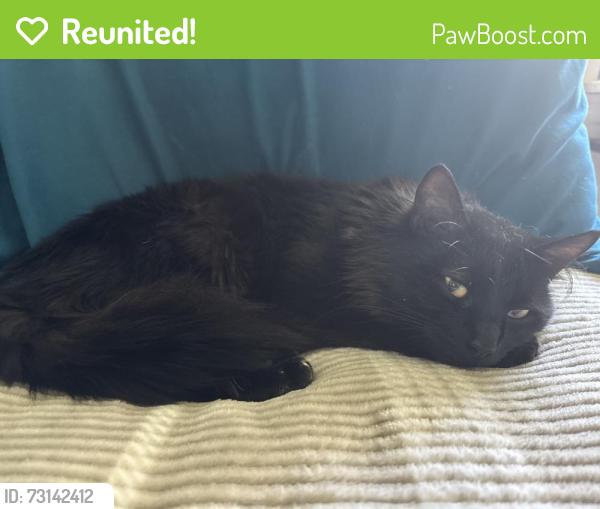 Reunited Male Cat last seen Trolley Crossing Complex, Middletown, CT 06457