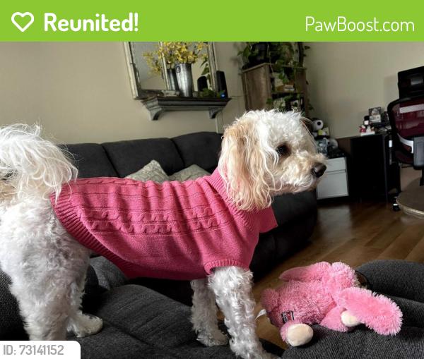 Reunited Female Dog last seen Baton road and Mt Vernon, Grand Terrace, CA 92313