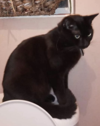 Lost Male Cat last seen Cambridge Street/Princes Street, Nottinghamshire, England NG18 5SR