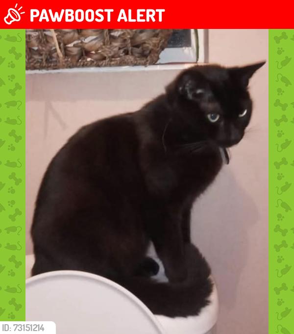 Lost Male Cat last seen Cambridge Street/Princes Street, Nottinghamshire, England NG18 5SR