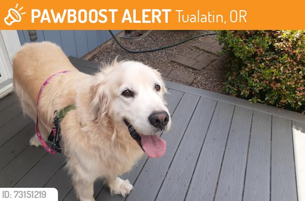 Found/Stray Male Dog last seen Blackfoot & Martinazzi, Tualatin, OR, Tualatin, OR 97062