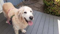 Found/Stray Male Dog last seen Blackfoot & Martinazzi, Tualatin, OR, Tualatin, OR 97062