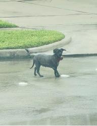 Lost Female Dog last seen Union bridge, Richmond, TX 77469