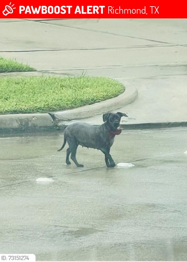 Lost Female Dog last seen Union bridge, Richmond, TX 77469