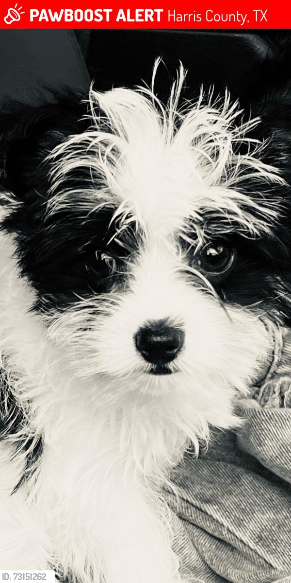 Lost Female Dog last seen Elyson Drive, Harris County, TX 77449