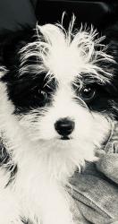 Lost Female Dog last seen Elyson Drive, Harris County, TX 77449