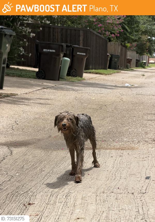 Found/Stray Unknown Dog last seen Coffeyville, Plano, TX 75023