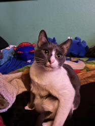 Lost Male Cat last seen Near glen court, San Antonio, TX 78239