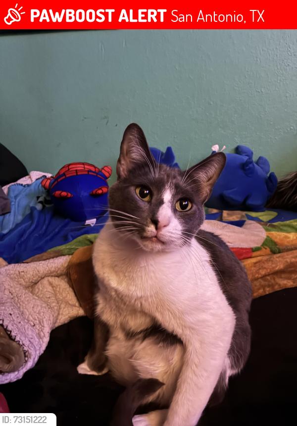 Lost Male Cat last seen Near glen court, San Antonio, TX 78239