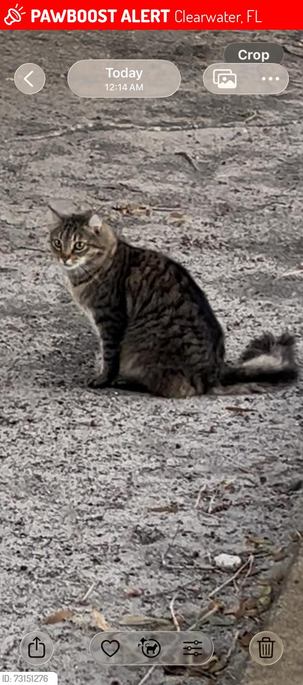 Lost Male Cat last seen Tampa road and US 19, Palm Harbor, FL 34683