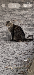 Lost Male Cat last seen Tampa road and US 19, Palm Harbor, FL 34683