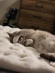 Reunited Male Cat last seen NE 54th street and NE 72nd avenue Vancouver WA 98661, Vancouver, WA 98661