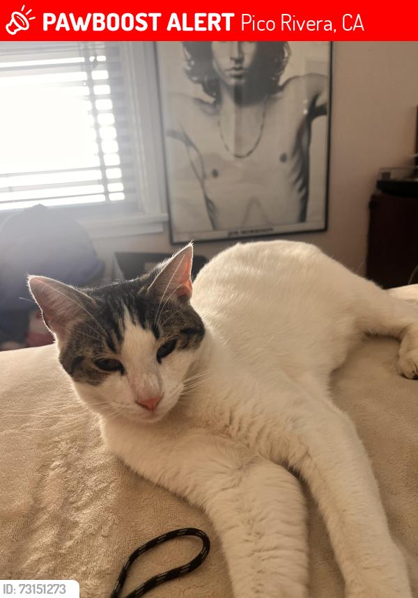 Lost Male Cat last seen Rosemead and Aero, Pico Rivera, CA 90660