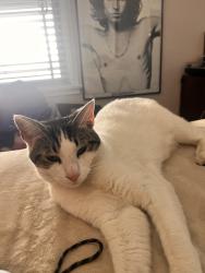 Lost Male Cat last seen Rosemead and Aero, Pico Rivera, CA 90660