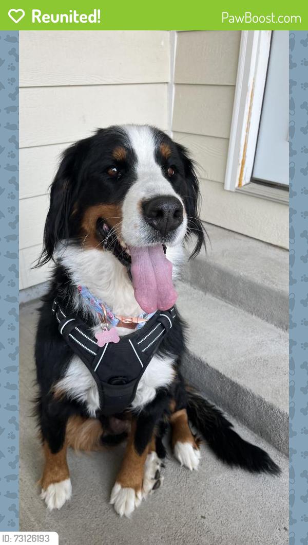 Reunited Female Dog last seen Coyote creek golf course, Fort Lupton, CO 80621