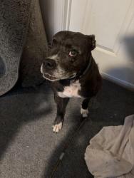 Found/Stray Female Dog last seen Neighborhood across hwy 20 near the cumming city center, Cumming, GA 30040