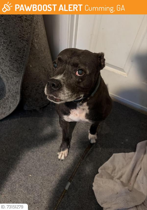 Found/Stray Female Dog last seen Neighborhood across hwy 20 near the cumming city center, Cumming, GA 30040