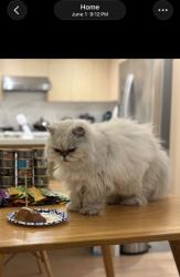 Reunited Female Cat last seen Charger Dr / Berryessa area, San Jose 95131, San Jose, CA 95131